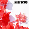 Lebo ya kibinafsi 100% safi ya asili ya hibiscus